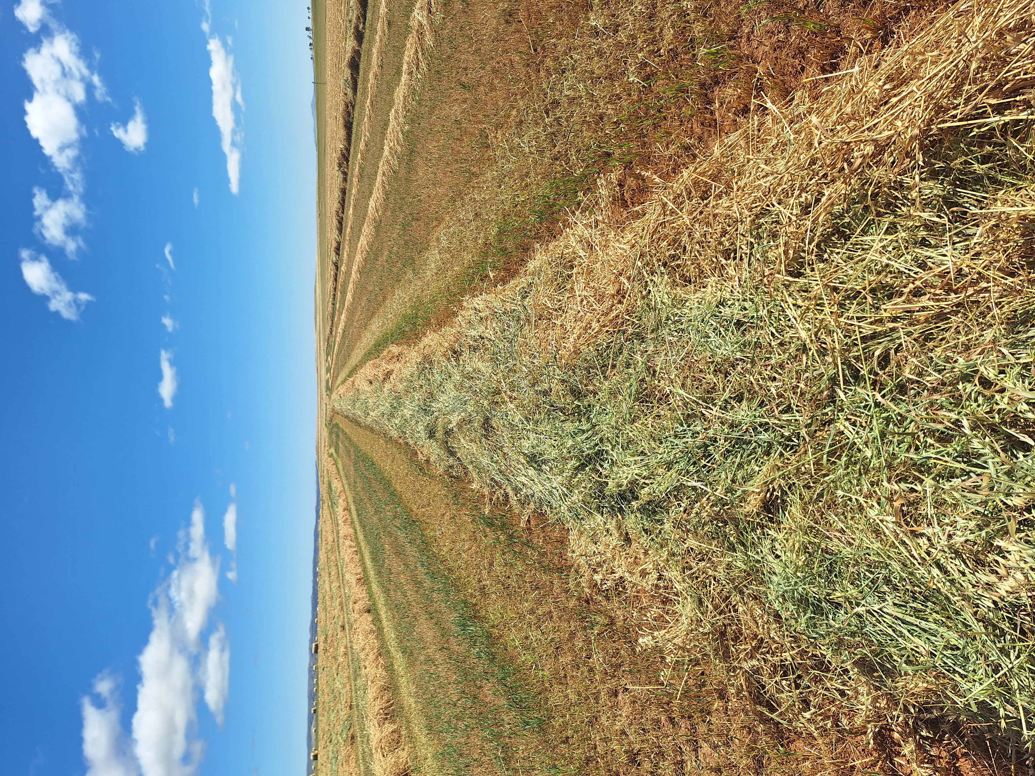 hay and grain 1
